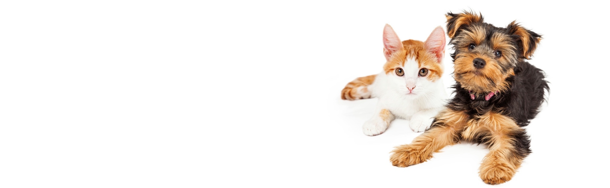 Home dog cat banner emergency management.jpg